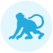 實(shí)驗(yàn)動(dòng)物資源